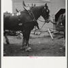 Anheuser Busch team at county fair. Mitchell, Nebraska.