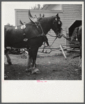 Anheuser Busch team at county fair. Mitchell, Nebraska.