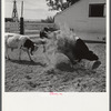 Purebred Holstein bull, belonging to Scottsbluff Farmsteads, FSA (Farm Security Administration) project. North Platte River Valley, Nebraska.