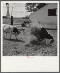 Purebred Holstein bull, belonging to Scottsbluff Farmsteads, FSA (Farm Security Administration) project. North Platte River Valley, Nebraska.