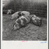 Pigs on Scottsbluff Farmsteads, FSA (Farm Security Administration) project. North Platte River Valley, Nebraska.
