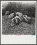 Pigs on Scottsbluff Farmsteads, FSA (Farm Security Administration) project. North Platte River Valley, Nebraska.