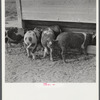 Pigs feeding on Scottsbluff Farmsteads, FSA (Farm Security Administration) project. North Platte River Valley, Nebraska.