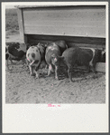 Pigs feeding on Scottsbluff Farmsteads, FSA (Farm Security Administration) project. North Platte River Valley, Nebraska.
