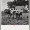 Holstein calves raised on Scottsbluff Farmsteads, FSA (Farm Security Administration) project. North Platte River Valley, Nebraska.
