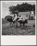 Holstein calves raised on Scottsbluff Farmsteads, FSA (Farm Security Administration) project. North Platte River Valley, Nebraska.