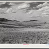 Grazing land and grass on King ranch. Laramie, Wyoming.