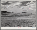 Grazing land and grass on King ranch. Laramie, Wyoming.