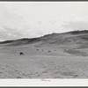 Grazing land and grass on King ranch. Laramie, Wyoming.