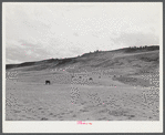 Grazing land and grass on King ranch. Laramie, Wyoming.
