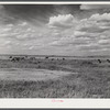 Dairy cows grazing. Laramie, Wyoming.