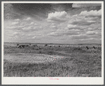 Dairy cows grazing. Laramie, Wyoming.