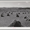 Stacks of wheat in field near Fort Collins, Colorado.