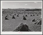 Stacks of wheat in field near Fort Collins, Colorado.