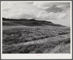 Grazing land and grass on King ranch. Laramie, Wyoming.