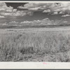 Grass, grazing land near Laramie, Wyoming.