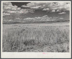 Grass, grazing land near Laramie, Wyoming.