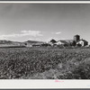 Sugar beets and ranch buildings near Fort Collins, Colorado.