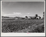 Sugar beets and ranch buildings near Fort Collins, Colorado.