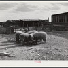 Prize-winning thoroughbred rams feeding on King ranch. Laramie, Wyoming.