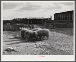 Prize-winning thoroughbred rams feeding on King ranch. Laramie, Wyoming.