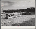Prize-winning thoroughbred rams feeding on King ranch. Laramie, Wyoming.