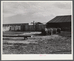 Prize-winning thoroughbred rams feeding on King ranch. Laramie, Wyoming.