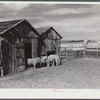 Prize-winning thoroughbred rams in pen. King ranch, Laramie, Wyoming.