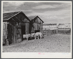 Prize-winning thoroughbred rams in pen. King ranch, Laramie, Wyoming.