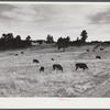 Hereford cattle grazing on ranch near Buford, Wyoming.