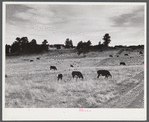 Hereford cattle grazing on ranch near Buford, Wyoming.