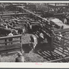 Cattle, mostly Herefords, for sale in Denver stockyards. Denver, Colorado.