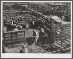 Cattle, mostly Herefords, for sale in Denver stockyards. Denver, Colorado.