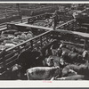 Cattle, mostly Herefords, for sale in Denver stockyards. Denver, Colorado.