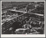 Cattle, mostly Herefords, for sale in Denver stockyards. Denver, Colorado.