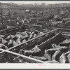 Cattle, mostly Herefords, for sale in Denver stockyards. Denver, Colorado.