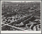 Cattle, mostly Herefords, for sale in Denver stockyards. Denver, Colorado.