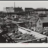 Cattle, Hereford mostly, for sale in Denver stockyards. Denver, Colorado.