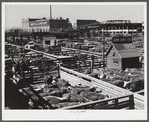 Cattle, Hereford mostly, for sale in Denver stockyards. Denver, Colorado.