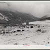 Hereford cattle on grazing land after early blizzard. Ashcroft, Colorado.