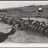Purebred Hampshires feeding at the Two River Non-Stock Cooperative, a FSA (Farm Security Administration) coop at Waterloo, Nebraska. There are 181 heads of hogs, and their average weight 160 pounds. There are also 40 sows and 219 suckling pigs.