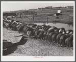 Purebred Hampshires feeding at the Two River Non-Stock Cooperative, a FSA (Farm Security Administration) coop at Waterloo, Nebraska. There are 181 heads of hogs, and their average weight 160 pounds. There are also 40 sows and 219 suckling pigs.