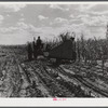 John Nelson, member of FSA (Farm Security Administration) coop, operating corn binder in harvesting. Two River Non-Stock Cooperative, Waterloo, Nebraska.
