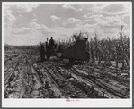 John Nelson, member of FSA (Farm Security Administration) coop, operating corn binder in harvesting. Two River Non-Stock Cooperative, Waterloo, Nebraska.