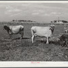 Livestock belonging to Harvey Renninger family. Two Rivers Non-Stock Cooperative, a FSA (Farm Security Administration) coop. Waterloo, Nebraska.