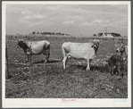 Livestock belonging to Harvey Renninger family. Two Rivers Non-Stock Cooperative, a FSA (Farm Security Administration) coop. Waterloo, Nebraska.