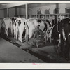 Cows being milked in dairy barn at Two River Non-Stock, Cooperative, a FSA (Farm Security Administration) co-op at Waterloo, Nebraska. The dairy herd numbers sixty-seven, all papered Holstein stock. Forty-six head are now being milked. All the whole milk is marketed in Omaha through the Nebraska-Iowa Non-Stock Cooperative Milk Association. The herd ranks among the upper ten in herd production of the herds whose production is marketed through the association.