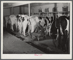 Cows being milked in dairy barn at Two River Non-Stock, Cooperative, a FSA (Farm Security Administration) co-op at Waterloo, Nebraska. The dairy herd numbers sixty-seven, all papered Holstein stock. Forty-six head are now being milked. All the whole milk is marketed in Omaha through the Nebraska-Iowa Non-Stock Cooperative Milk Association. The herd ranks among the upper ten in herd production of the herds whose production is marketed through the association.