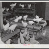 Pullets in poultry house. Two Rivers Non-Stock Cooperative, a FSA (Farm Security Administration) co-op. Waterloo, Nebraska.