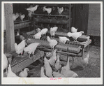 Pullets in poultry house. Two Rivers Non-Stock Cooperative, a FSA (Farm Security Administration) co-op. Waterloo, Nebraska.